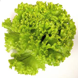 Salat - Batavia kraus grün