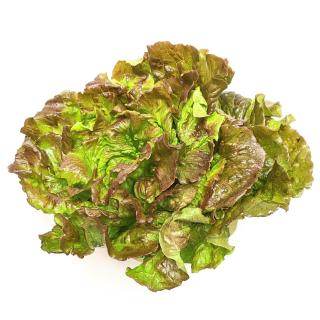 Salat - Batavia kraus rot