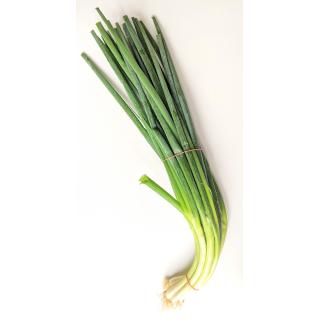 Zwiebel - Lauchzwiebeln Bund GROSS