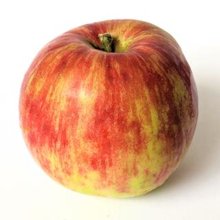 Apfel - Gravensteiner