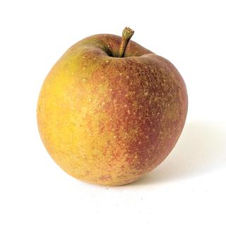 Apfel - Boskoop